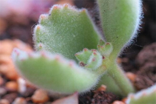 熊童子如何扦插,掌握3个要点成活率过百