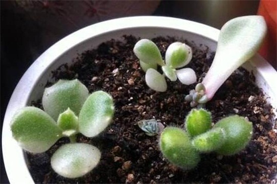 熊童子如何扦插,掌握3个要点成活率过百