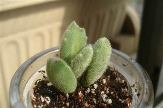 熊童子如何扦插,掌握3个要点成活率过百