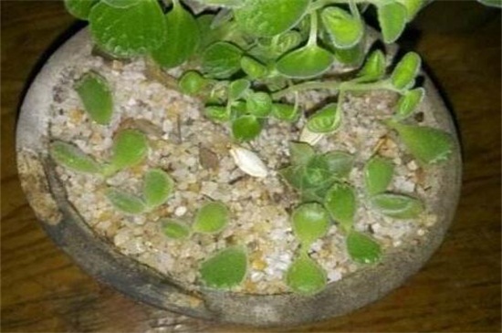 熊童子如何扦插,掌握3个要点成活率过百