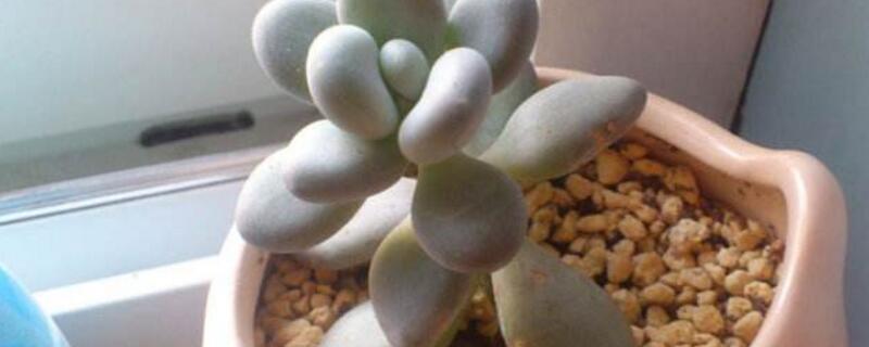 白美人多肉如何养