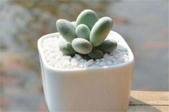 白美人多肉如何养