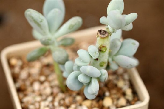 白美人多肉如何养
