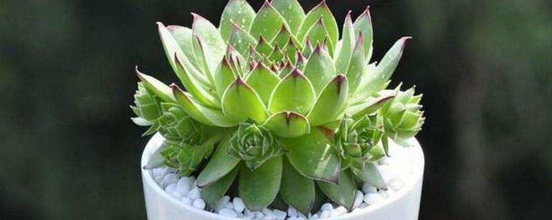 玉露的养殖办法和留意事项