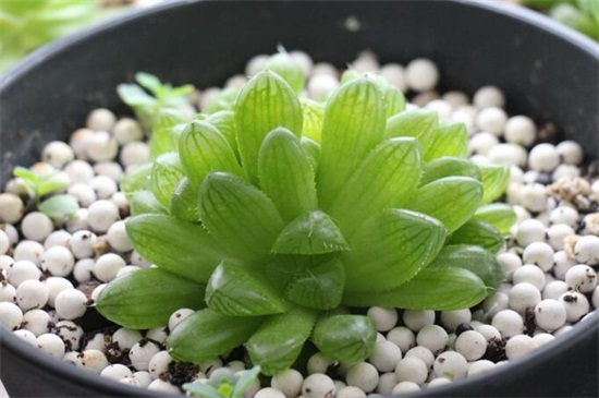 玉露的养殖办法和留意事项