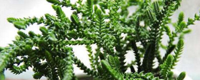 方鳞绿塔的养殖办法和留意事项