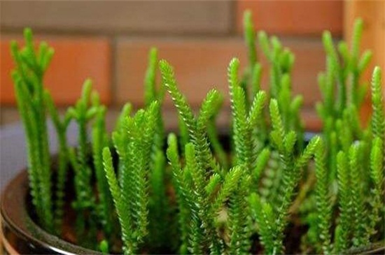 方鳞绿塔的养殖办法和留意事项