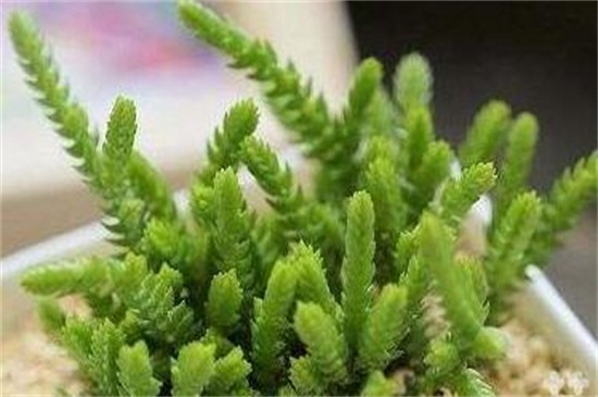 方鳞绿塔的养殖办法和留意事项