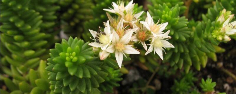 白花小松如何浇水