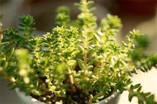 白花小松如何浇水