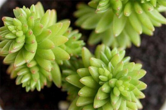 白花小松如何浇水