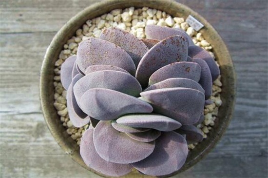 多肉吕千惠几年开花，大约在1～2年开花