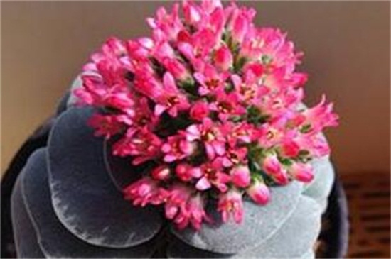 多肉吕千惠几年开花，大约在1～2年开花