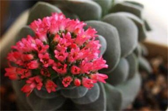 多肉吕千惠几年开花，大约在1～2年开花