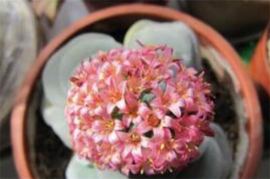 多肉吕千惠几年开花，大约在1～2年开花