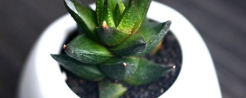 九轮塔的养殖办法和留意事项