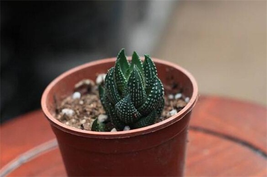 九轮塔的养殖办法和留意事项