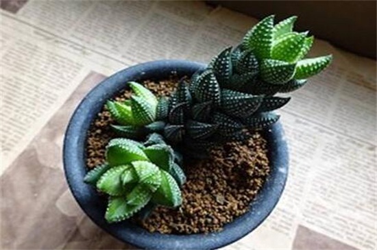 九轮塔的养殖办法和留意事项