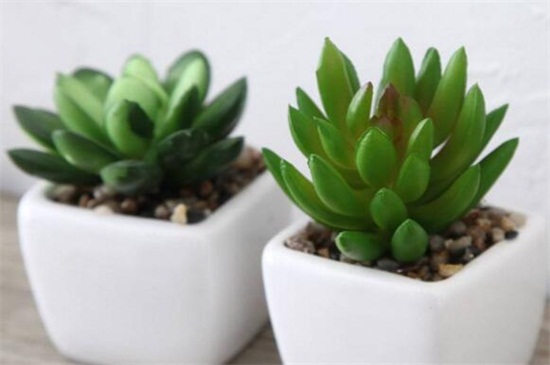 小盆栽多肉如何养,做好六点使其旺盛茁壮