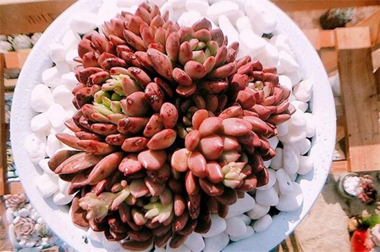 小盆栽多肉如何养,做好六点使其旺盛茁壮