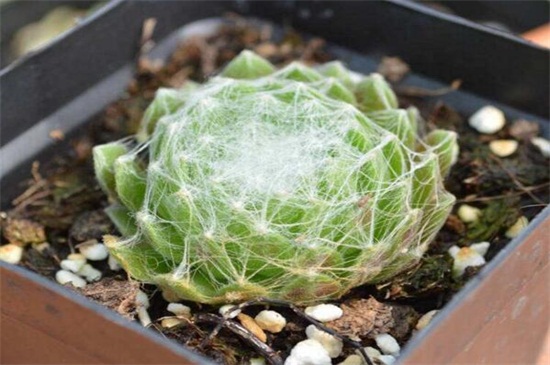 小盆栽多肉如何养,做好六点使其旺盛茁壮