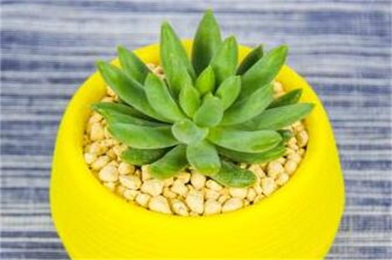 小盆栽多肉如何养,做好六点使其旺盛茁壮