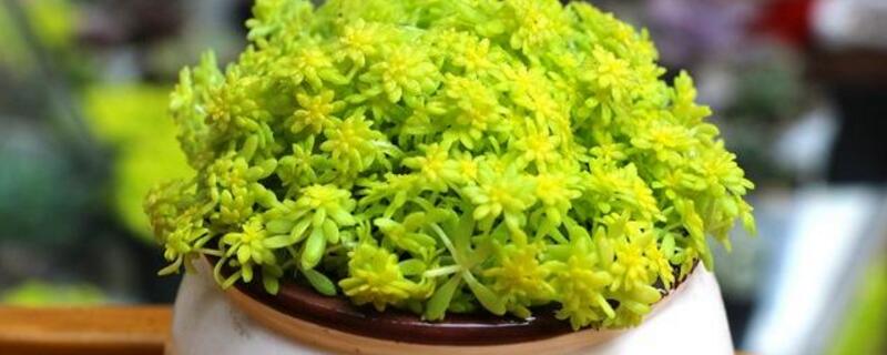 黄金万年草的养殖办法