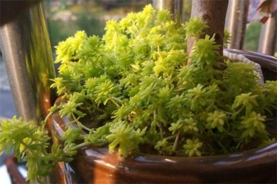 黄金万年草的养殖办法