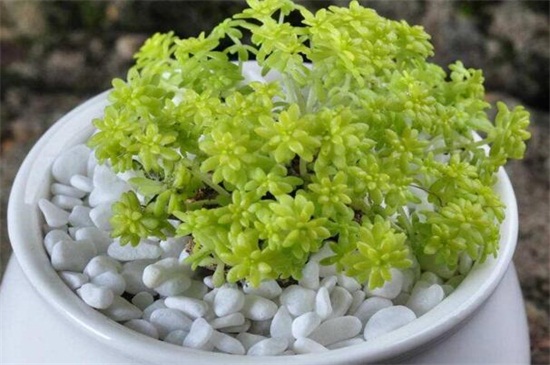 黄金万年草的养殖办法