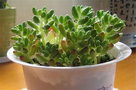 玉米石的养殖办法，6个技巧令其葱郁繁茂