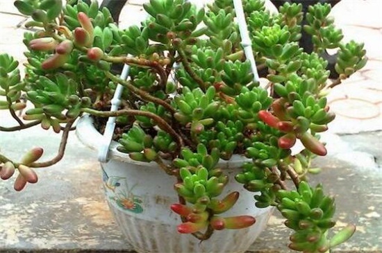 玉米石的养殖办法，6个技巧令其葱郁繁茂