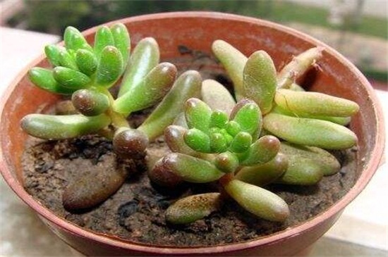 玉米石的养殖办法，6个技巧令其葱郁繁茂