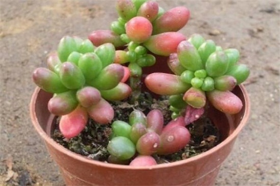 玉米石的养殖办法，6个技巧令其葱郁繁茂