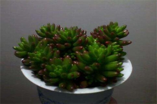 玉米石的养殖办法，6个技巧令其葱郁繁茂