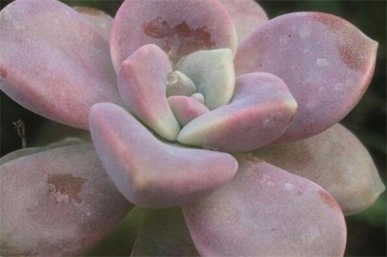 紫乐的养殖办法