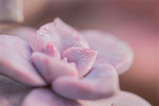 紫乐的养殖办法