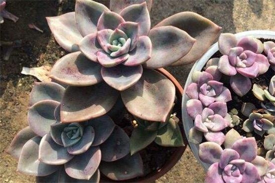 紫乐的养殖办法