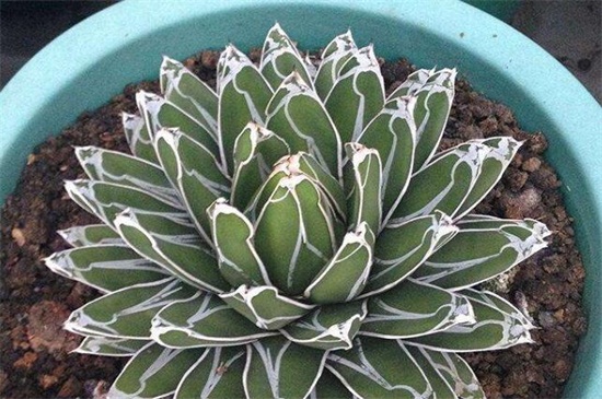 世之雪的养殖办法，做好六点使其旺盛