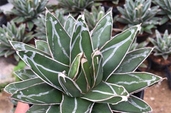 世之雪的养殖办法，做好六点使其旺盛