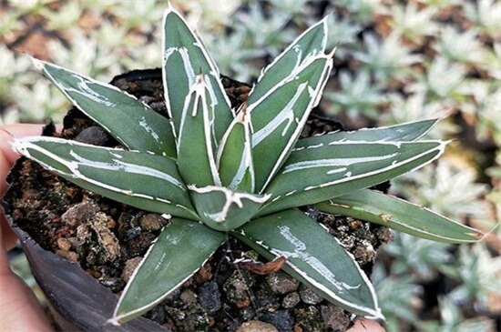 世之雪的养殖办法，做好六点使其旺盛