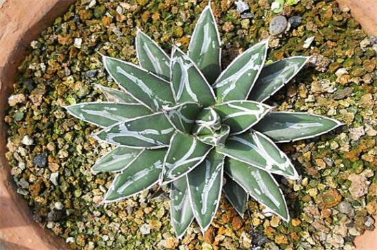 世之雪的养殖办法，做好六点使其旺盛