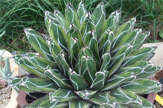 世之雪的养殖办法，做好六点使其旺盛