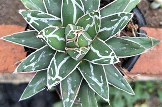 世之雪的养殖办法，做好六点使其旺盛