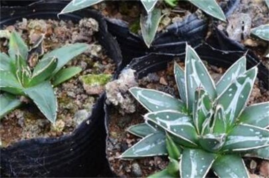 世之雪的养殖办法，做好六点使其旺盛