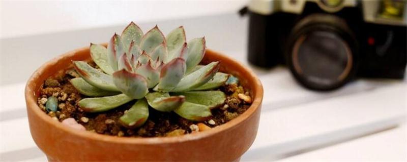 多肉植物花月夜如何养