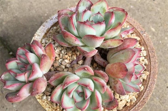 多肉植物花月夜如何养