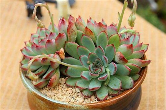 多肉植物花月夜如何养