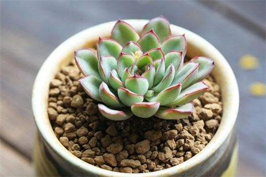 多肉植物花月夜如何养