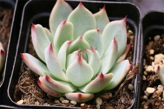 如何养多肉植物