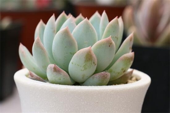 如何养多肉植物